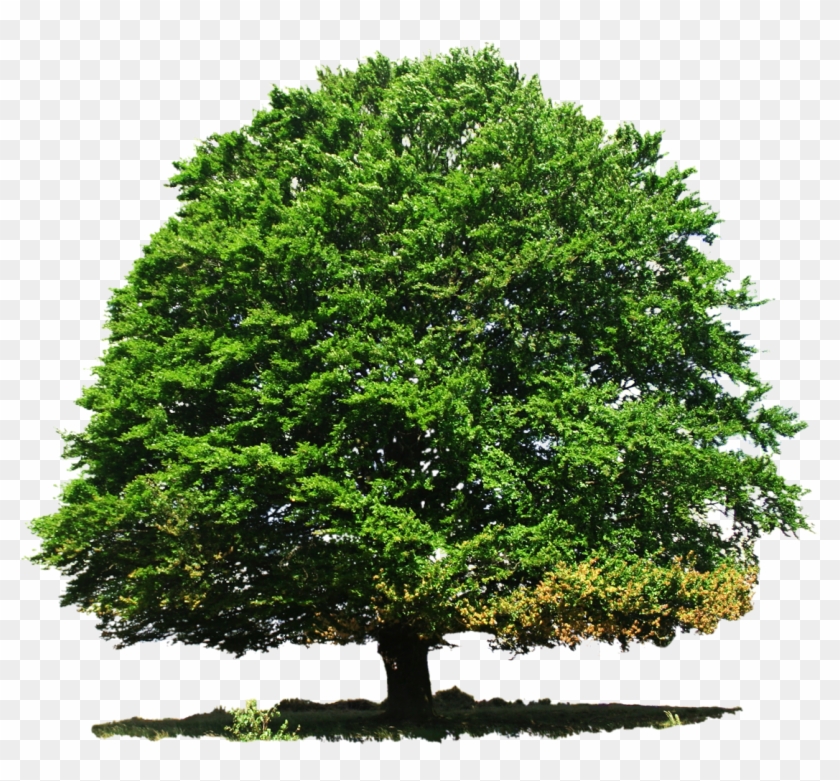 Tree Png Transparent Image - All Tree Png #382989