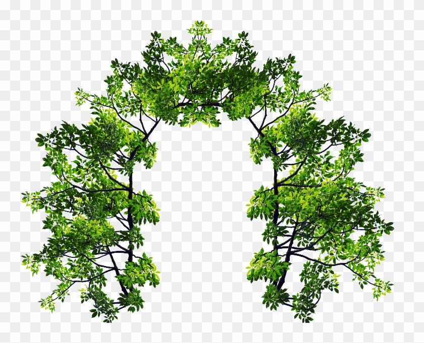 Arch With Green Leaves And Tree Branches Png Image - Portable Network Graphics #382992
