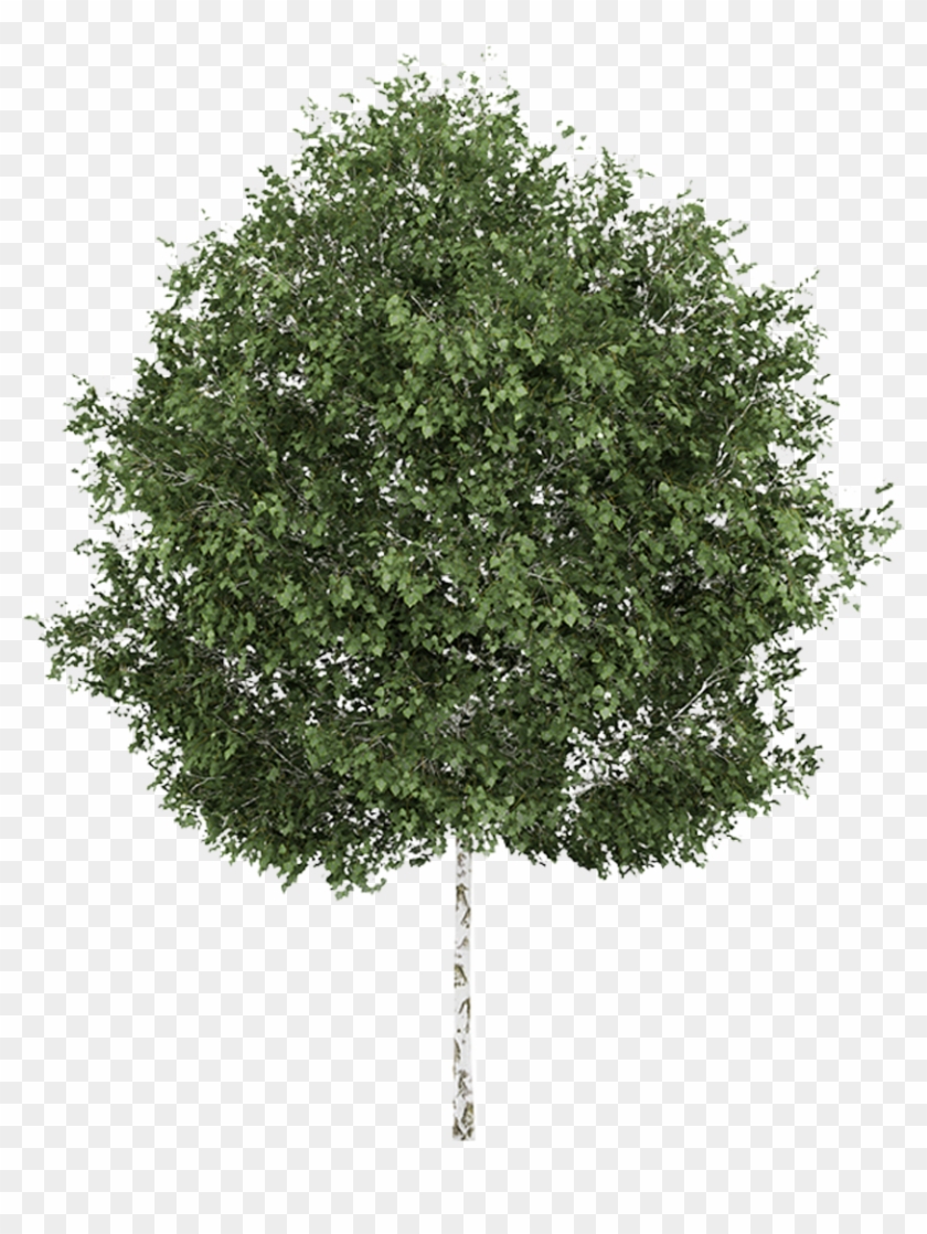 Silver Birch Weeping Willow Betula Alleghaniensis Tree - Silver Birch Tree Png #382994