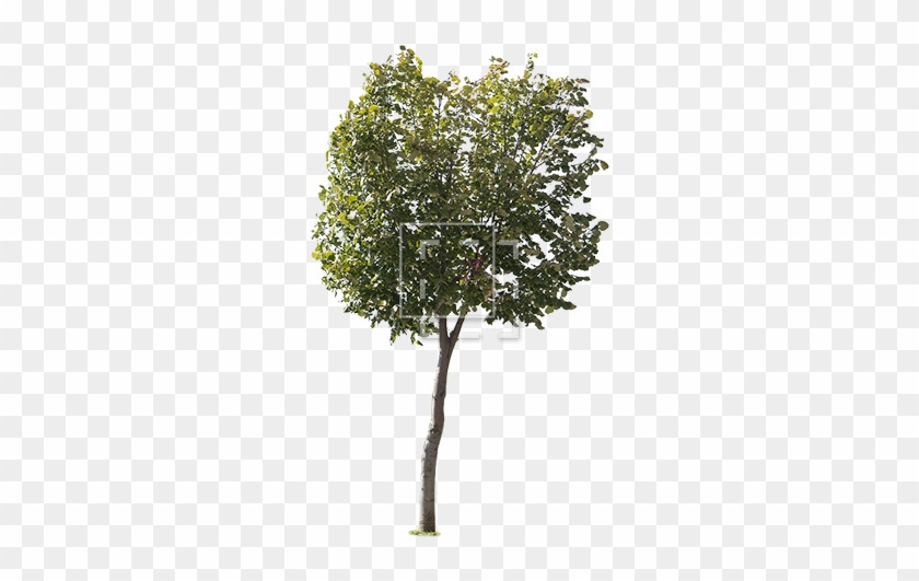 Round Green Leaf Tree - Tree Entourage #383000
