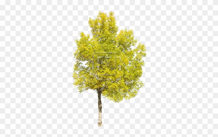 Tall Green Juniper - Yellow Tree Png #383001