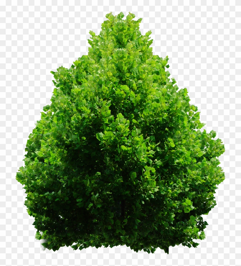 Tree Png By Dbszabo1 - Top Tree Png Free #383004