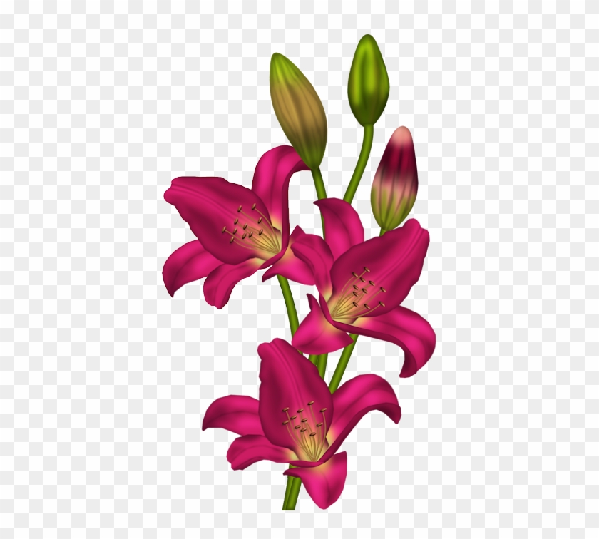 Clip Art Flower Stargazer #383215