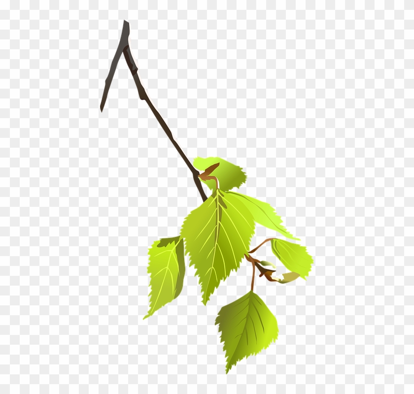 Birch, Branch, Leaves, Plant, Nature, Tree - Tree Branch Vector Png #383244