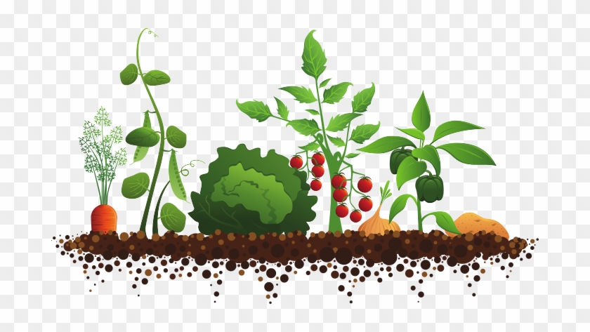 Plant Garden Clipart - Vegetable Garden Illustration #383420