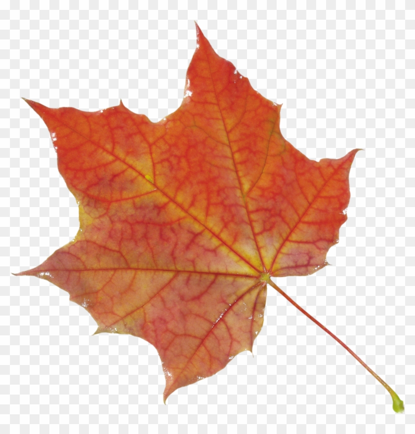 Autumn Leaves Clip Art - Leaf Autumn #383426
