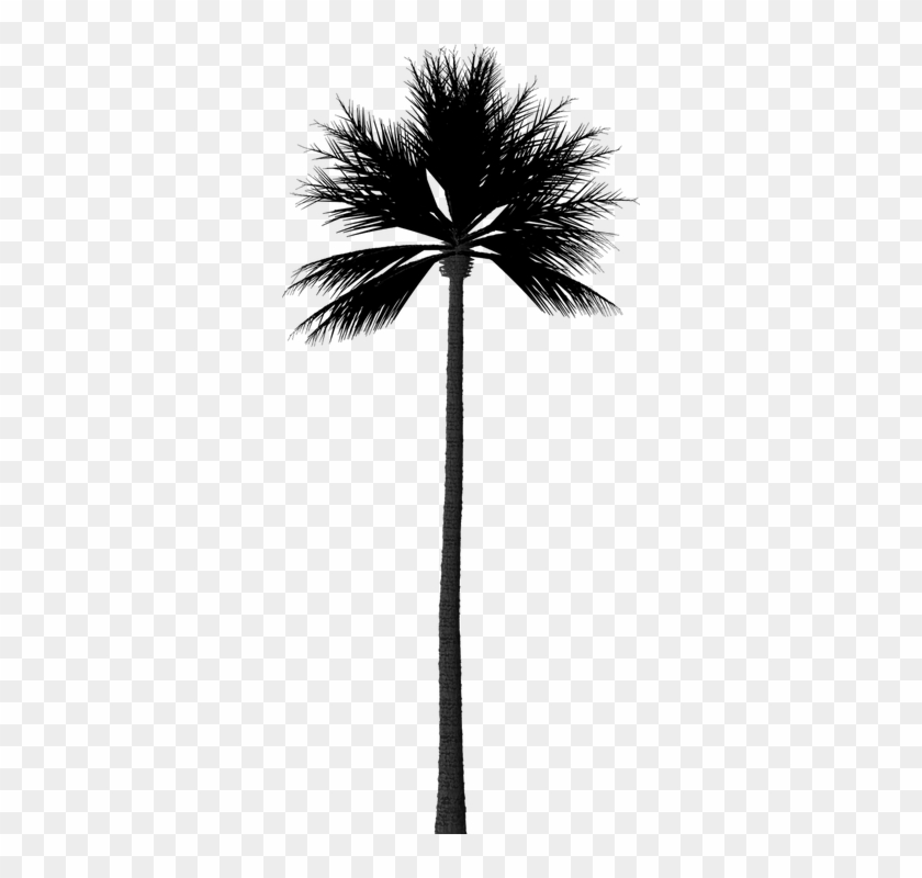 Palm Trees Silhouette 17, Buy Clip Art - Тень От Пальмы Png #383425