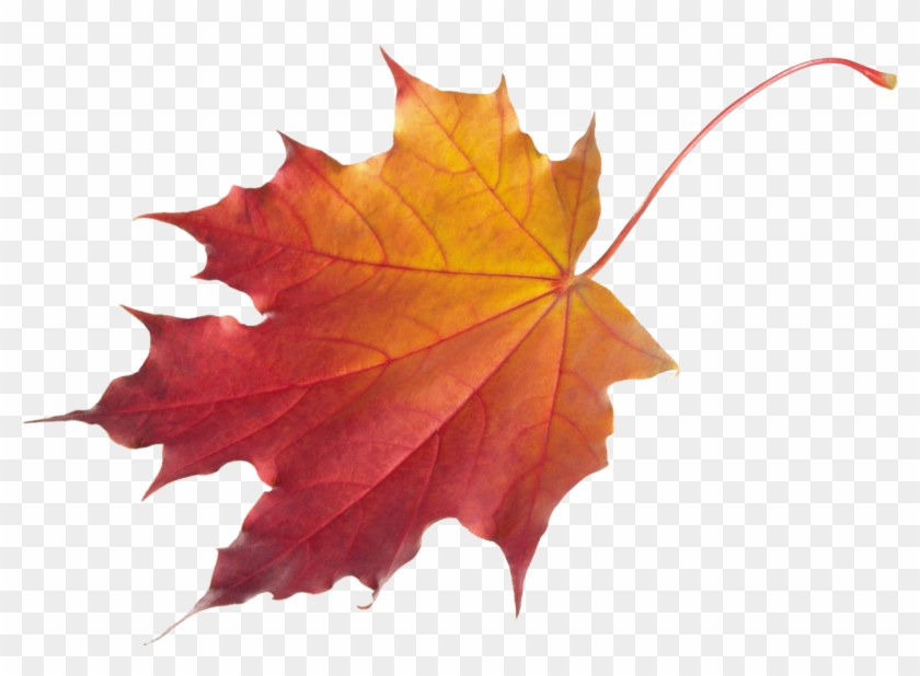 Download Png Image Autumn Png Leaf Nd8fhk Clipart - Fall Leaf Transparent Background #383446