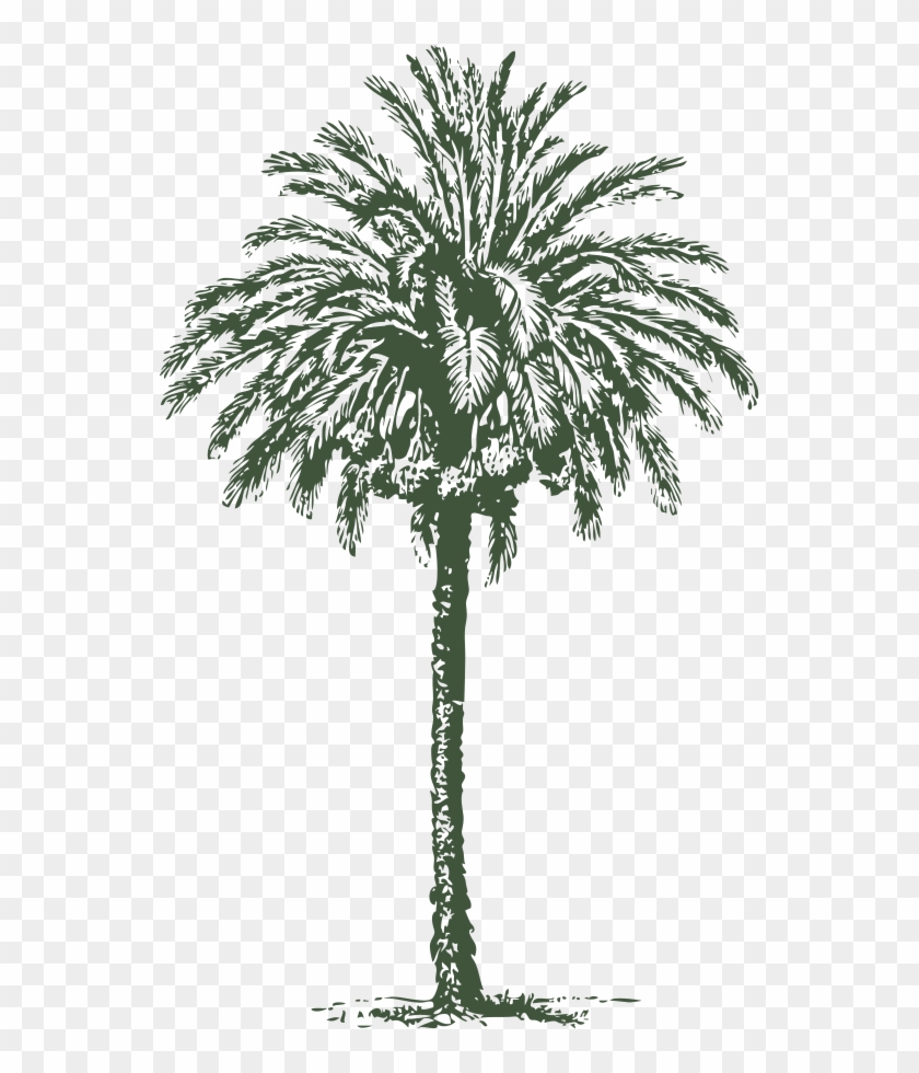 Arecaceae Date Palm Art Clip Art - Arecaceae Date Palm Art Clip Art #383471