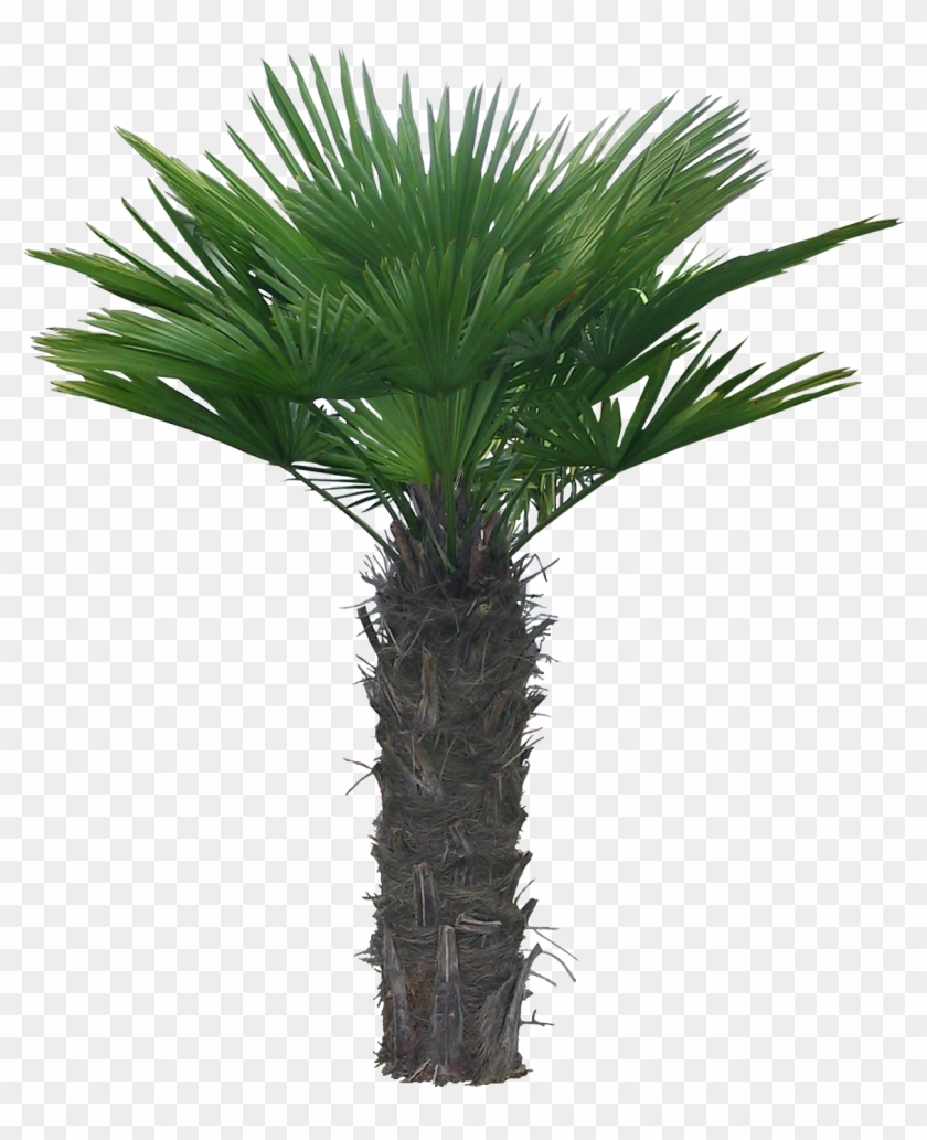 Arecaceae Clip Art - Arecaceae Clip Art #383605