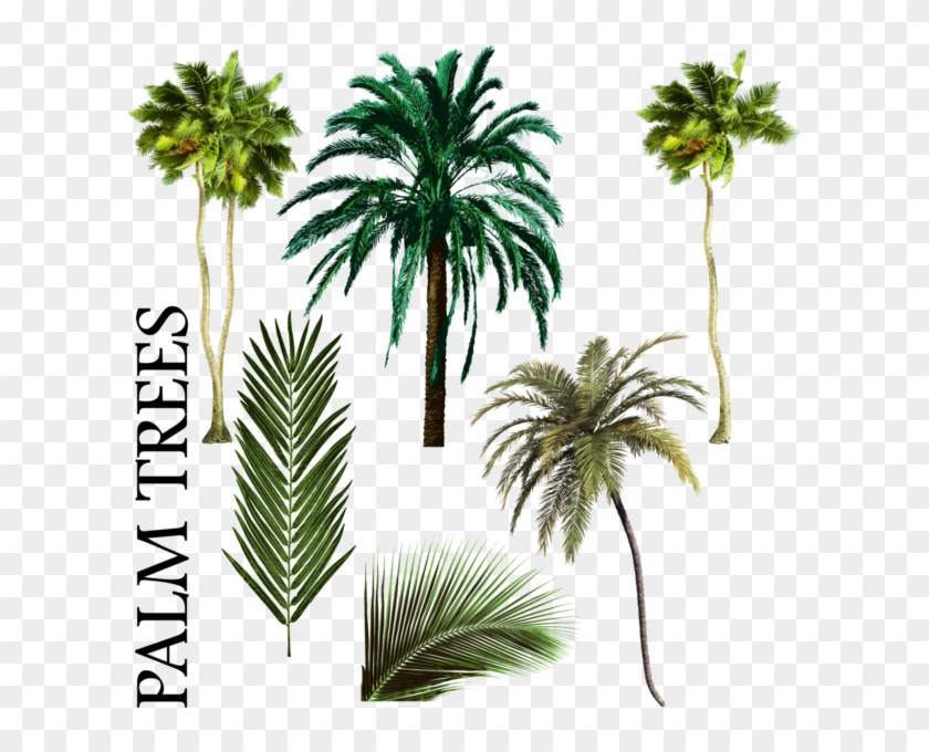 Palm Tree Vector Png Palmiye Ağacı Karışımı Psd, Vektör - Palm Tree Psd Free #383467
