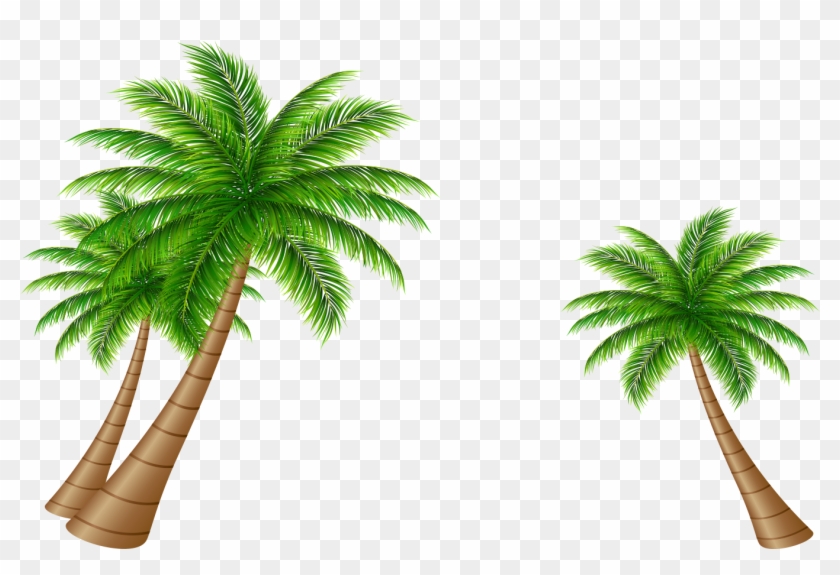 Asymmetric Coconut Tree Vector - Coconut #383474