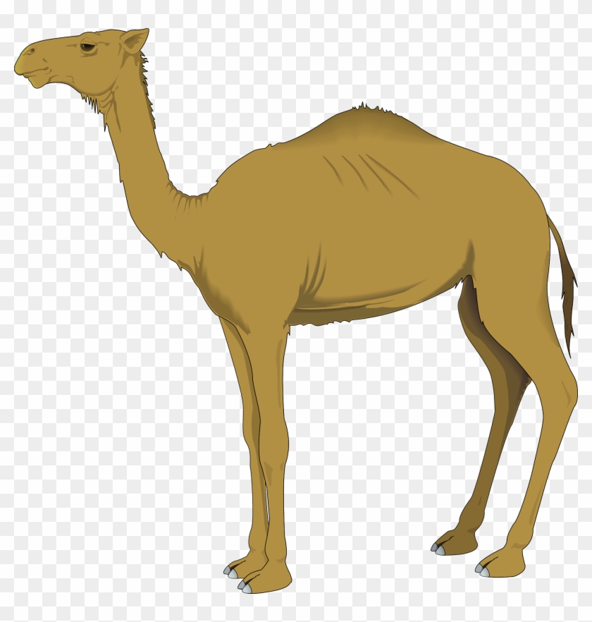 Camel Nativity Cliparts - Camel Clip Art #383494