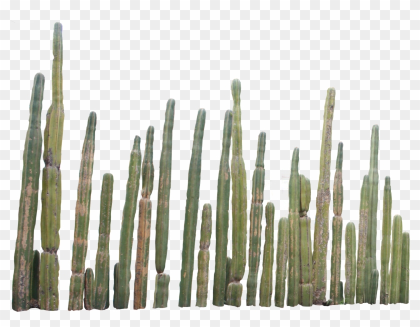 Cactus Png - 1000 Pics - Cactus Png #383516