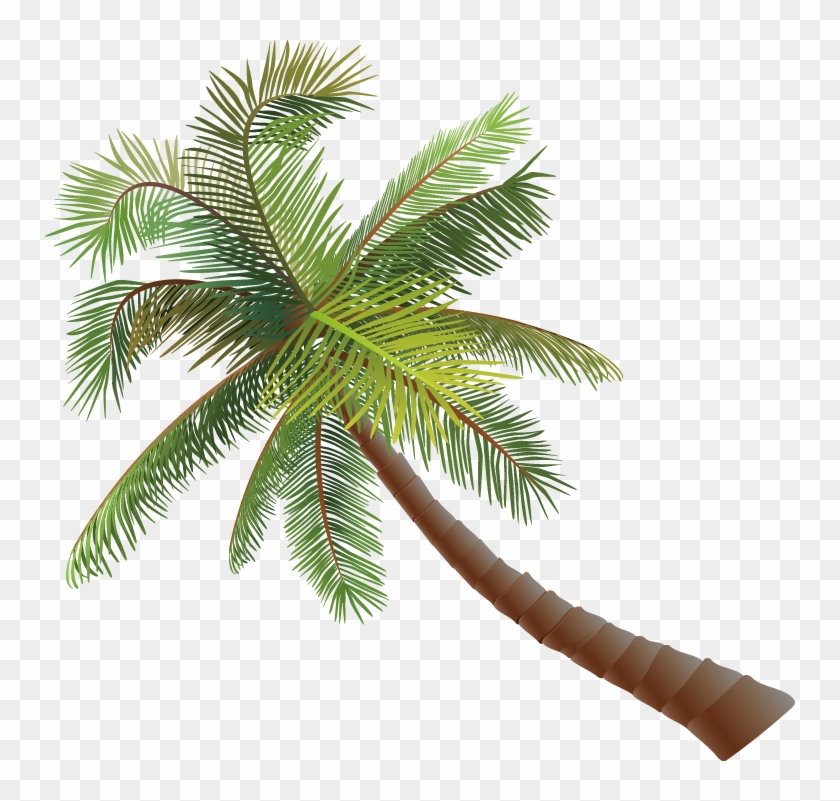 Asian Palmyra Palm Coconut Euclidean Vector - Coconut #383531
