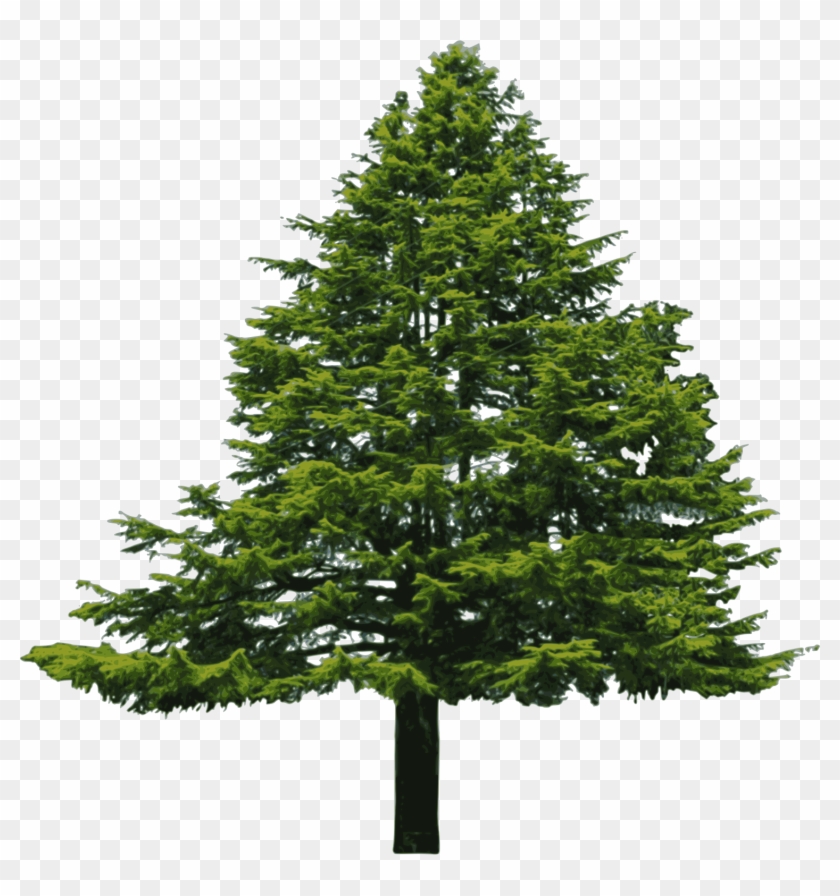 Douglas Fir - Douglas Fir White Background #383543