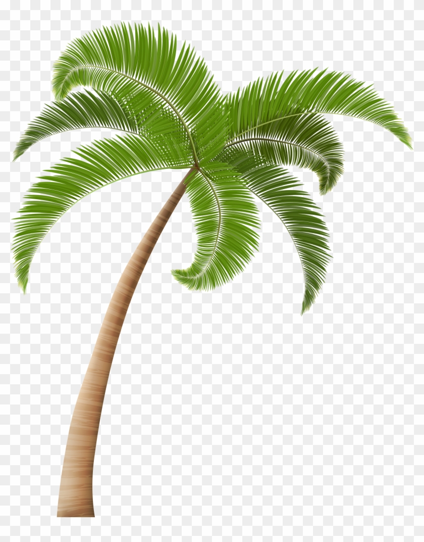 Coconut Tree Png Image Background Source - Coconut Tree Clipart Png #383597