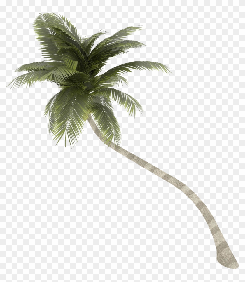 Coconut Tree Png Images Transparent Free Download - Palm Tree No Background #383634