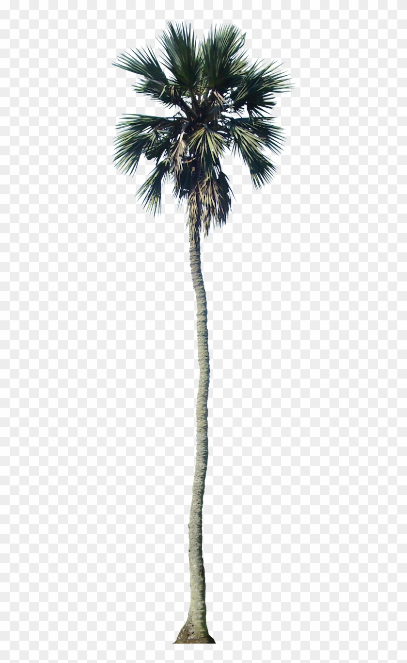 Tropical Plant Pictures - Palm Tree Cutout Png - Free Transparent PNG ...