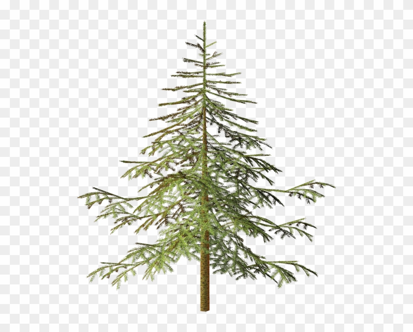 Spruce Tree Conifers Clip Art - Spruce Tree Conifers Clip Art #383856