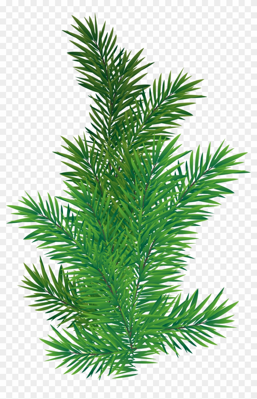 Pine Tree Branch Png #383903