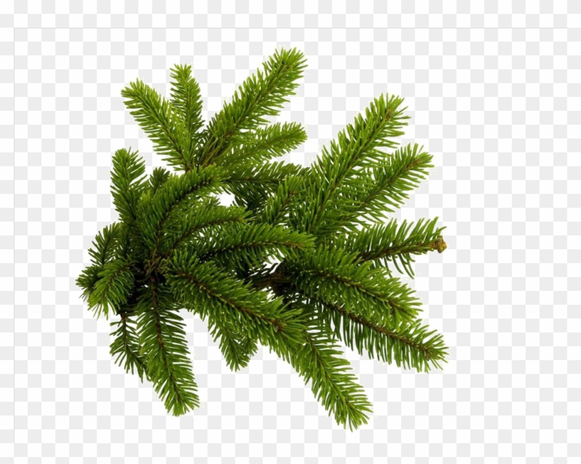 Spruce Branch Tree Clip Art - Spruce Branch Tree Clip Art #384174