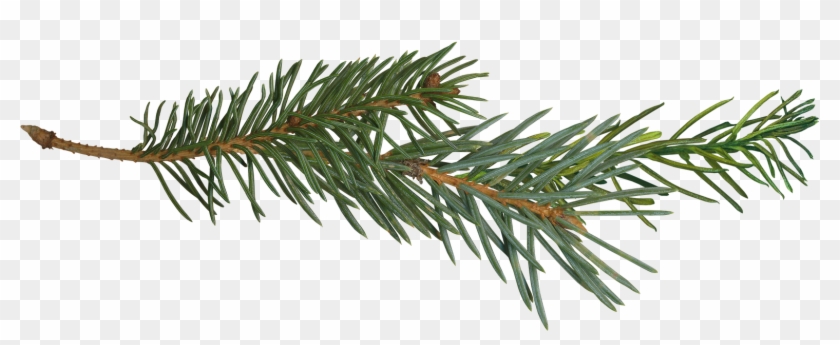 Pine Branch Tree Clip Art - Pine Branch Tree Clip Art #384309