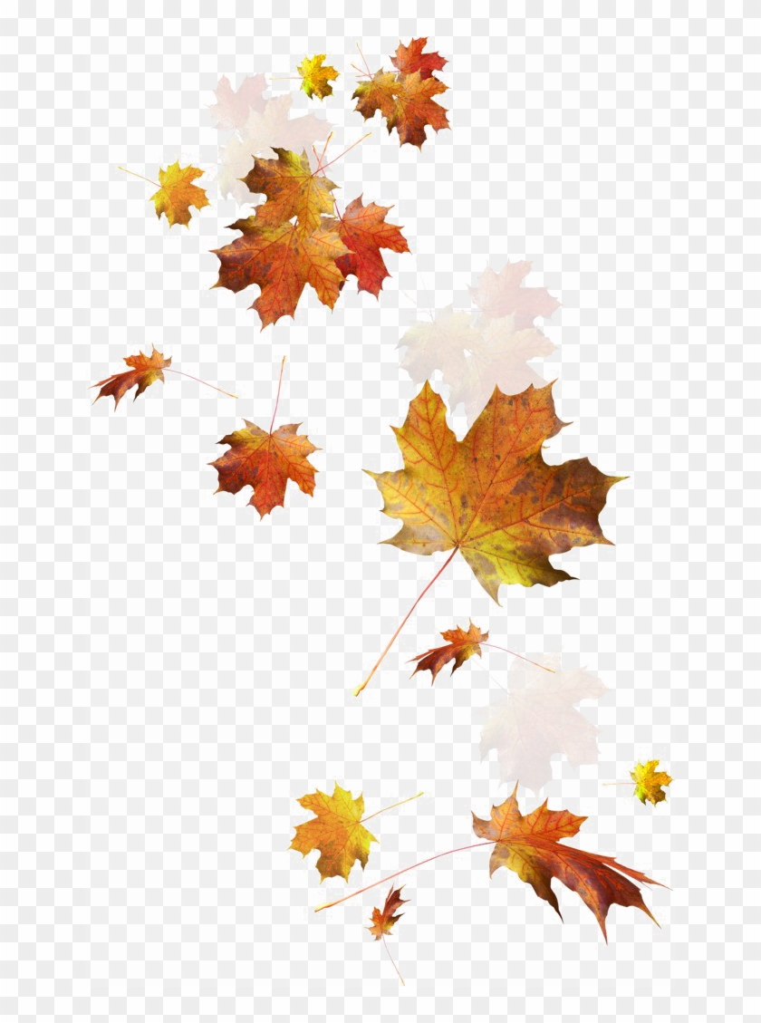 Falling Autumn Leaves Png Image - Autumn Leaves Falling Png #384329