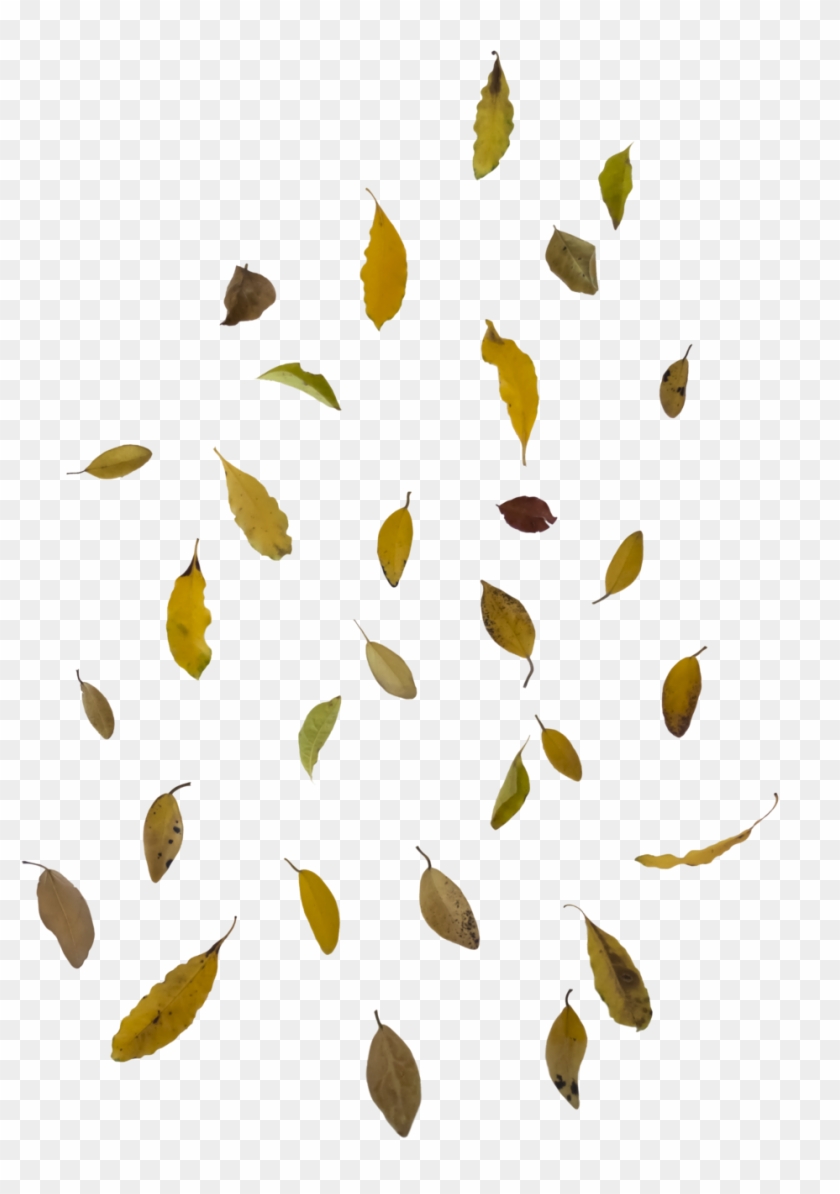 Falling Autumn Leaves Free Png Image - Falling Leaf Overlay Png #384332