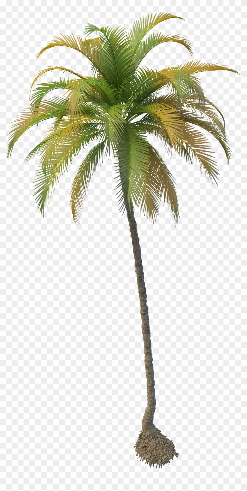 Coconut Clipart House - Coconut Tree Png File #384406