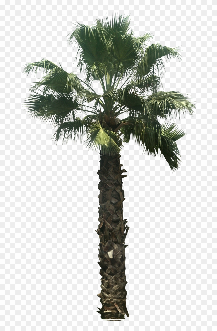 Arecaceae Desktop Wallpaper Tree Clip Art - Arecaceae Desktop Wallpaper Tree Clip Art #384529