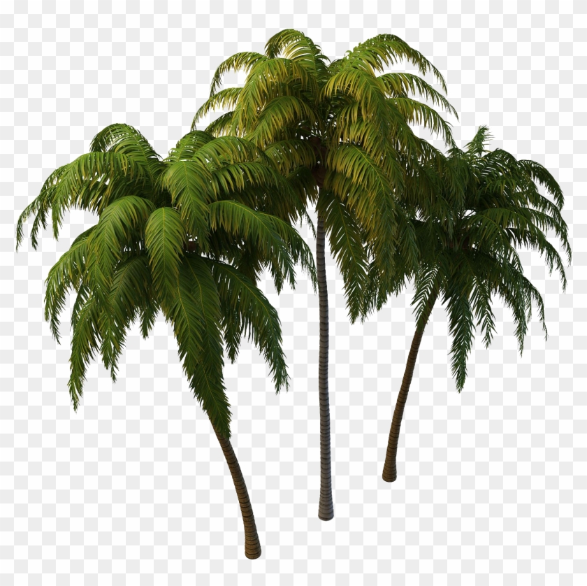 Coconut Tree Png Images Transparent Free Download - Coconut Tree Png #384485