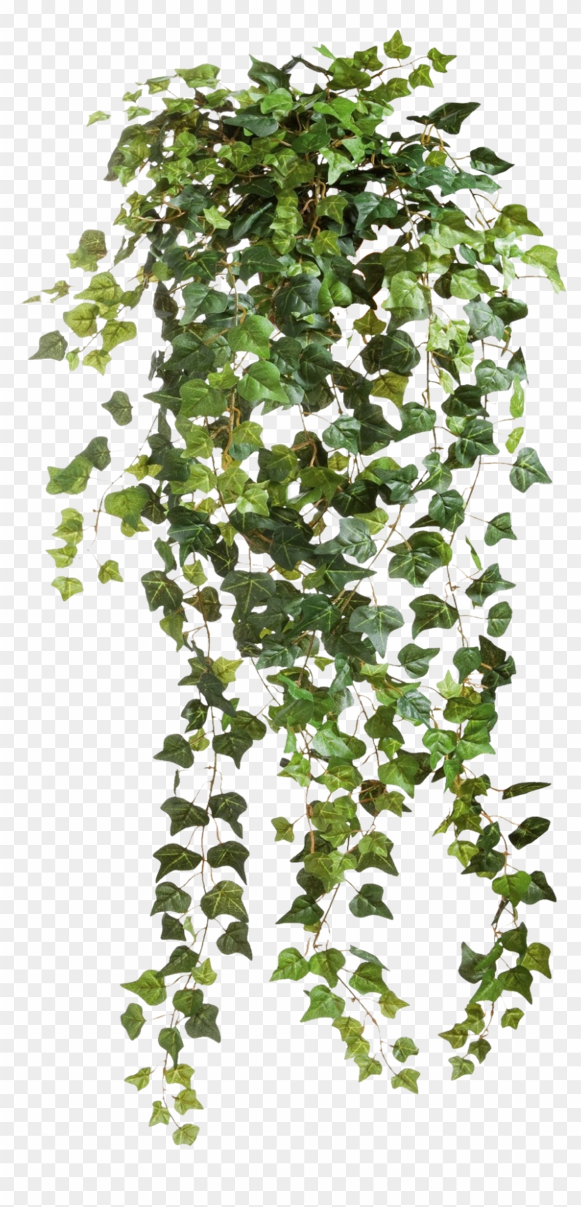 Ivy Vines Clear Cut Png Image - Ivy Png #384629