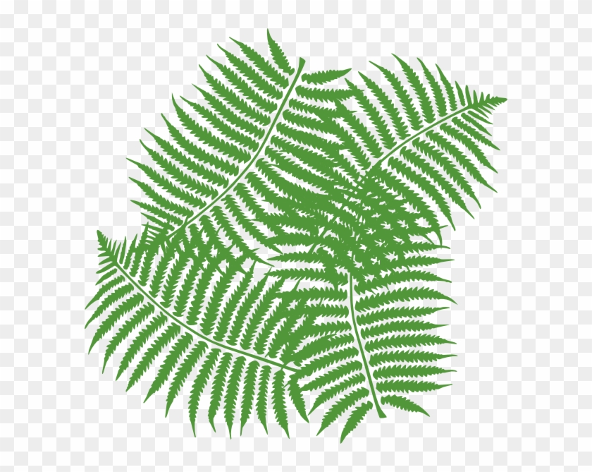 Jungle Tree Leaves Clipart - Fern Clip Art #384638