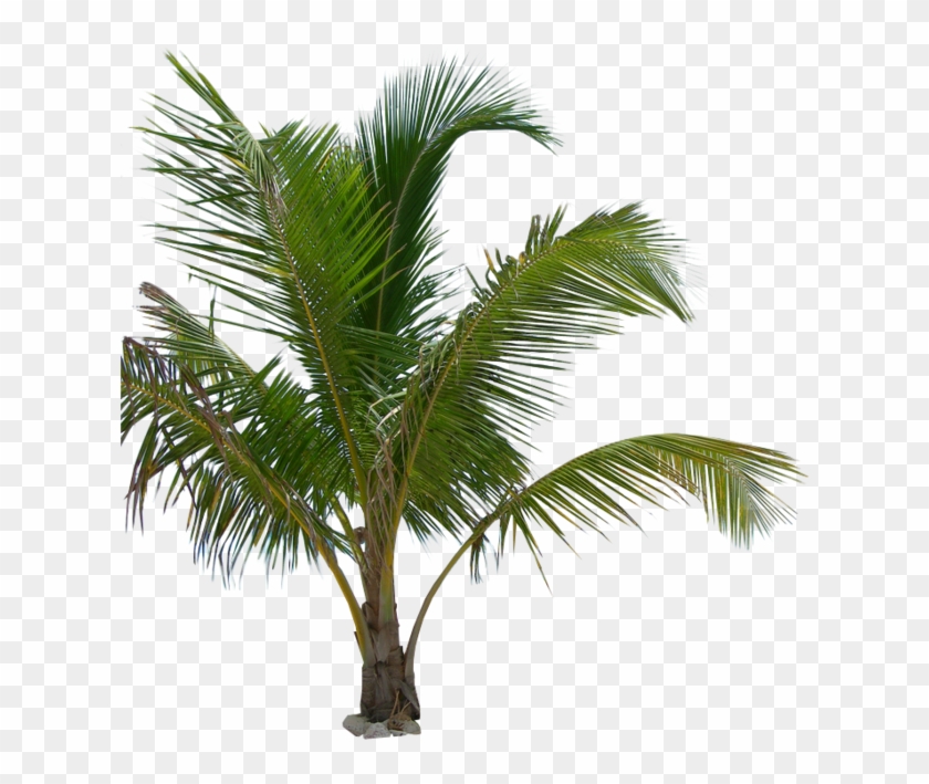 Palm Tree #384653
