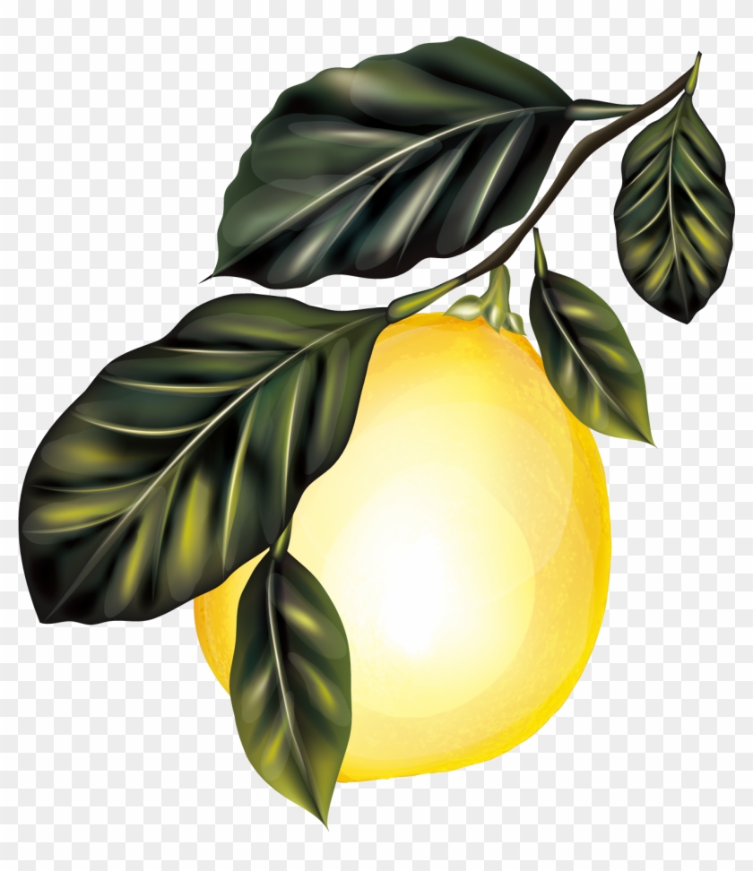 Lemon Branch Fruit Tree - Lemon Branch Fruit Tree #384689