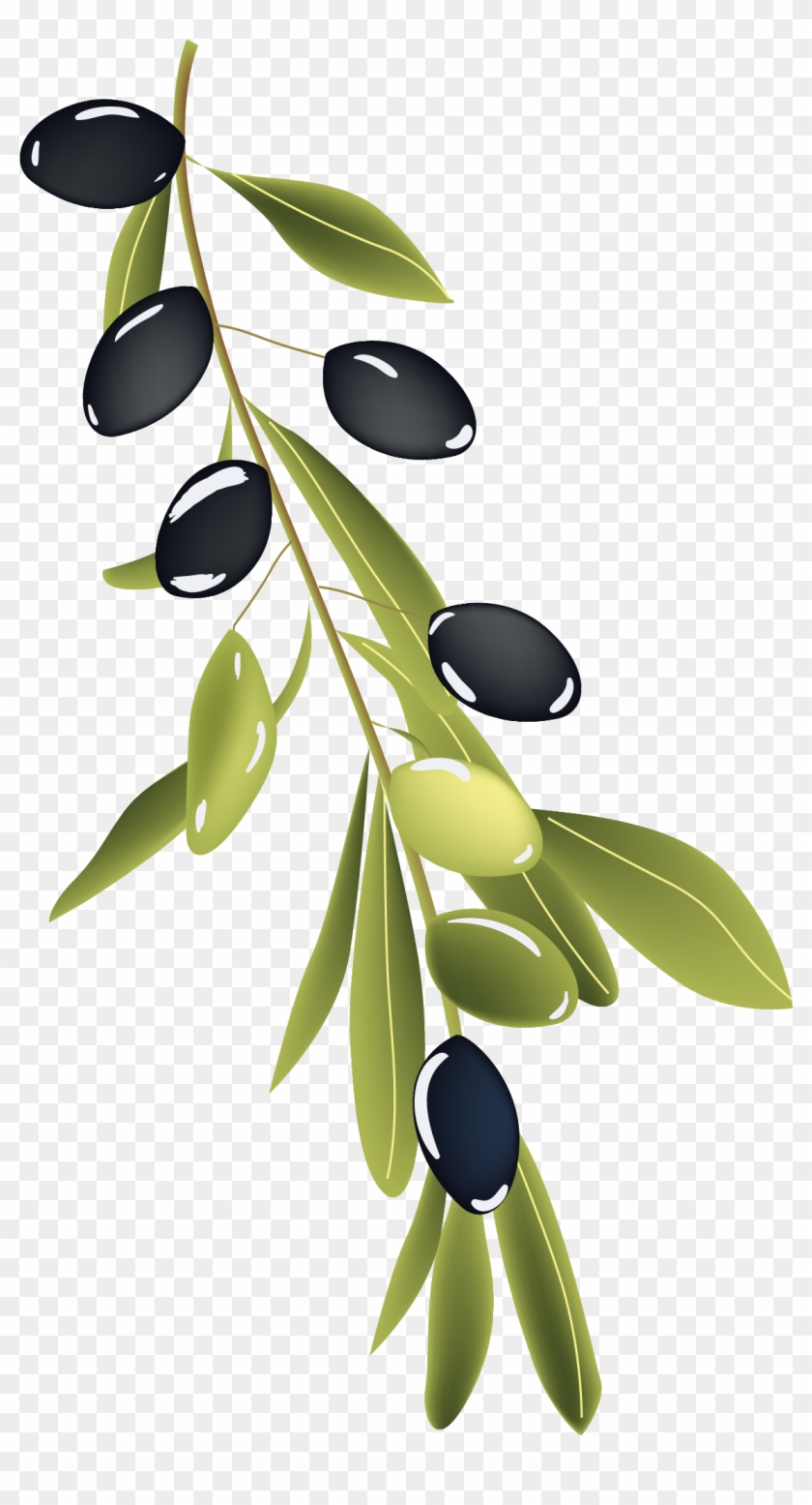 Olive Branch Drawing - Olive Branch Drawing #384691