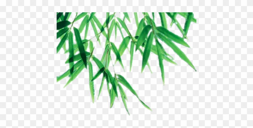 Bamboo Leaves Png #384742
