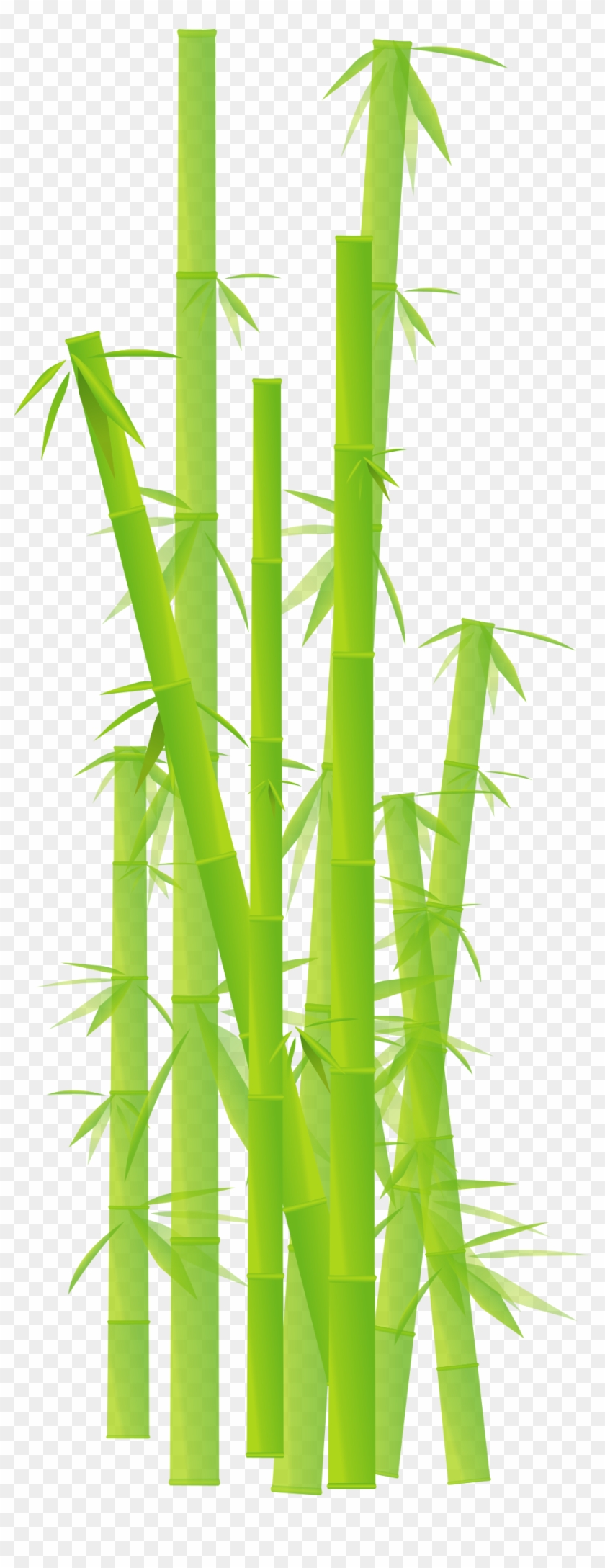 Bamboo - Bamboo Clipart Transparent Background #384748