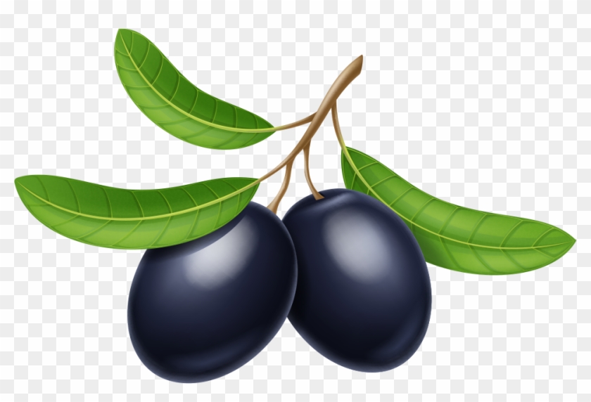 Olive Oil Olive Branch - Olive Oil Olive Branch #384804