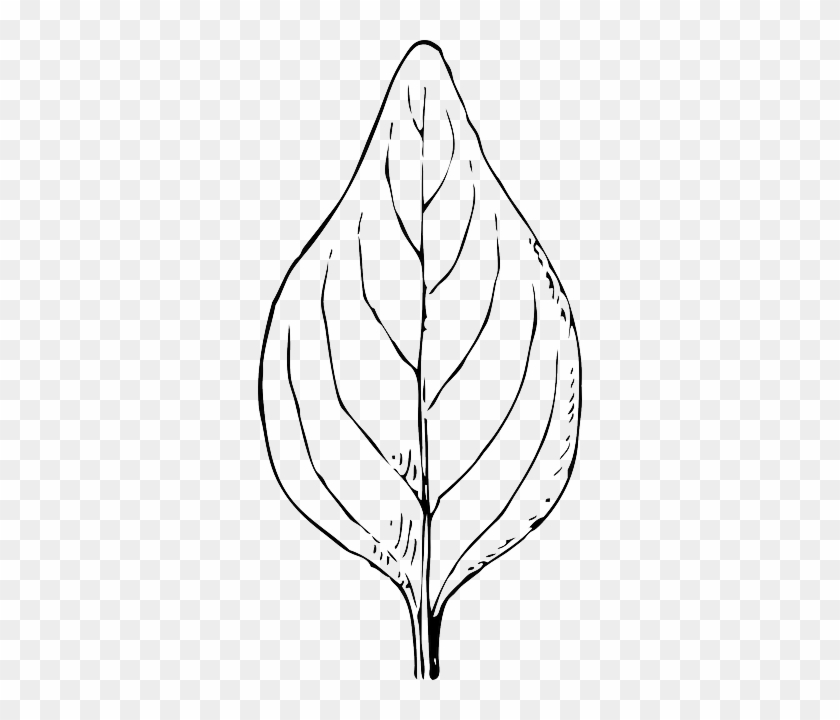 Outline, Leaf, Template, Plant, Automatic, Nature - Folha Preto E Branco #384778