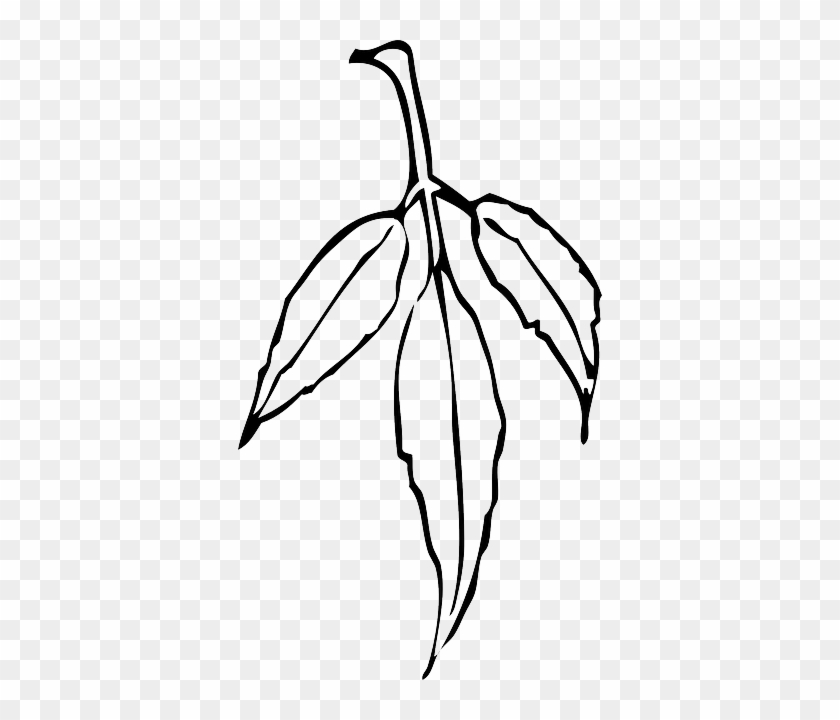 Black, Outline, Leaf, Tree, Flower, White, Plant - Gum Leaf Black And White #384802