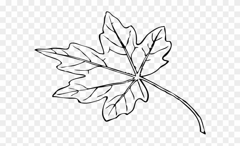 Leaf Outline Clip Art At Clipart Library - Maple Leaf Drawing Png #384805