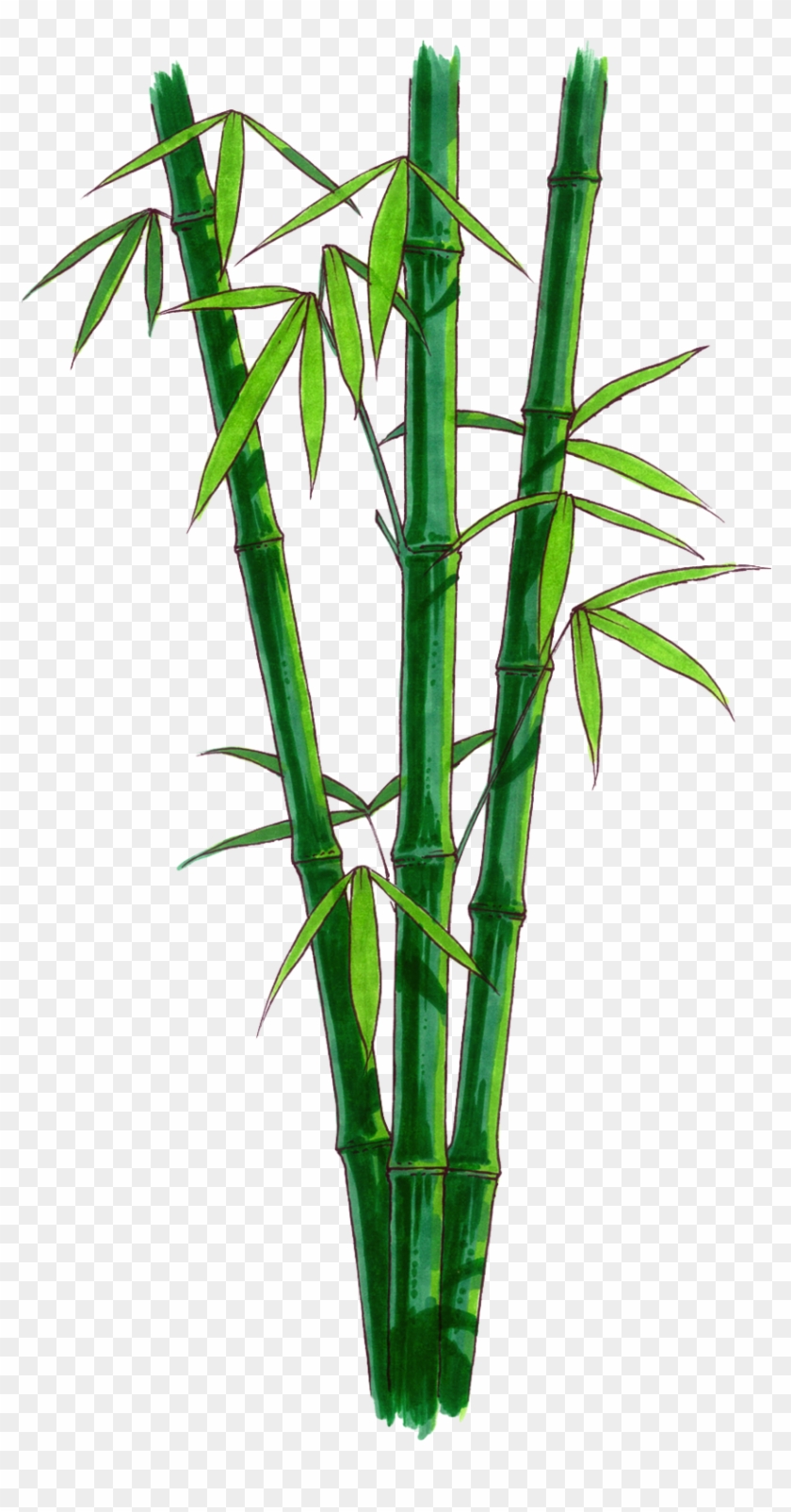Bamboo Transparent Png Pictures - Bamboo #384889