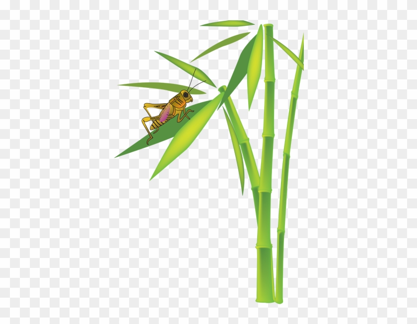 Grasshopper On Bamboo Plant - Bamboo Grasshopper #384898