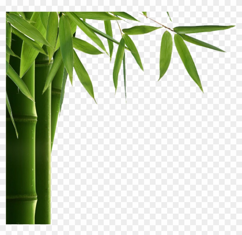Bamboo Png Transparent Images - Bamboo Png #384901