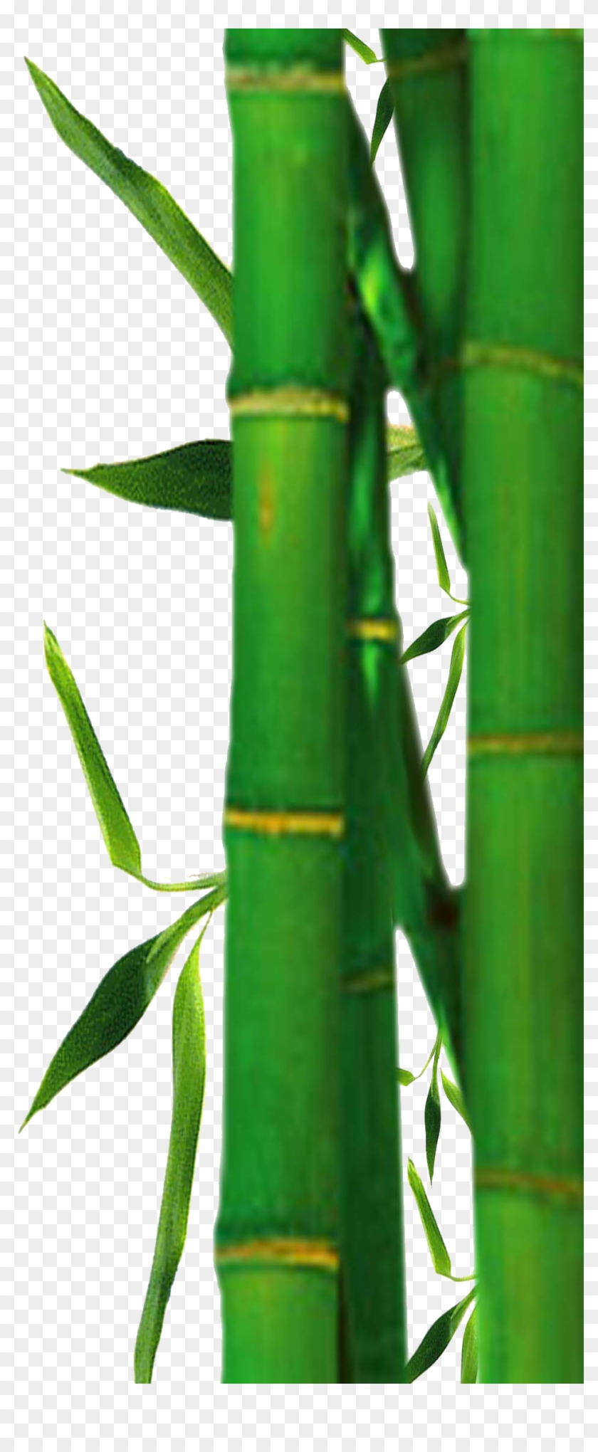 Bamboo Clipart - Bamboo Tree Png Clipart #384917