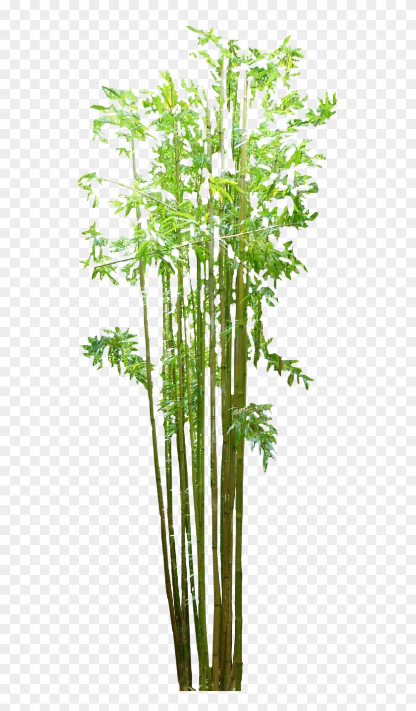 Bamboo Png Transparent Images - Bamboo Png #384943