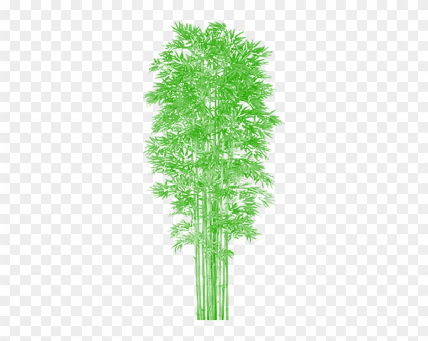 Bamboo Tree Clipart Vector Png, Tree Png Plan, Tree - Bamboo Tree #385020