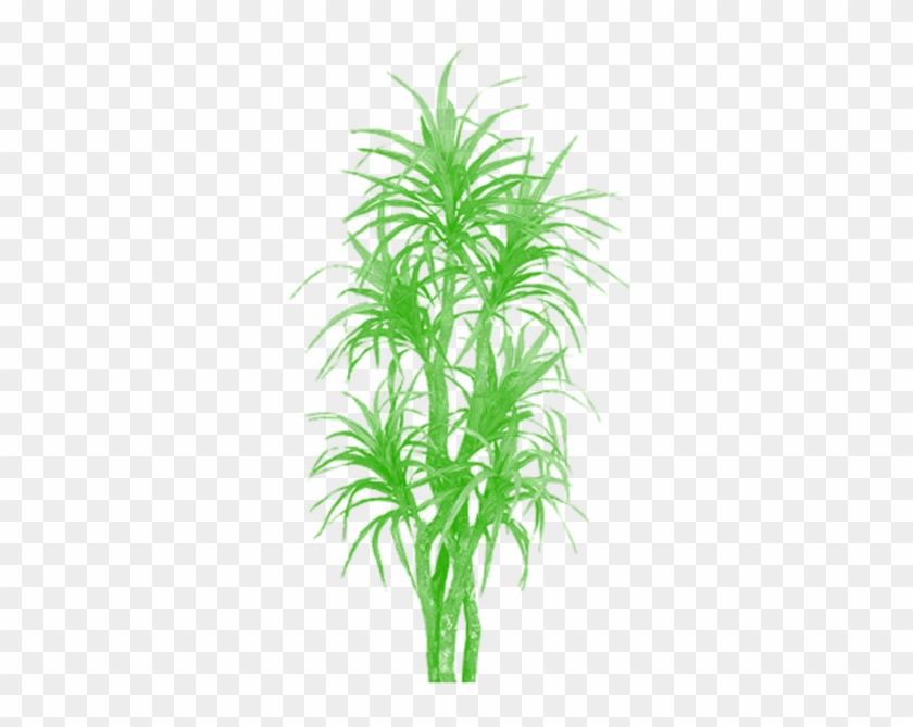 Bamboo Tree Clipart Png, Tree Png Plan, Tree Png Clipart, - Yucca #385085